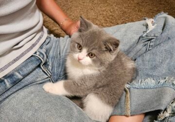 Munchkin british shorthair