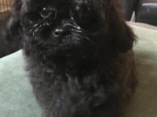 Pekeapoo female puppy tiny 11 weeks