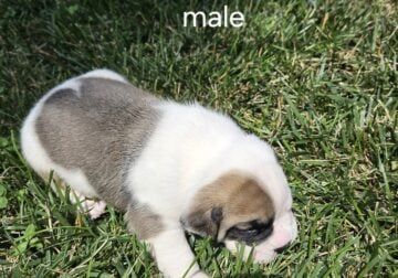 Registered puppies for sale in northeast nebraska