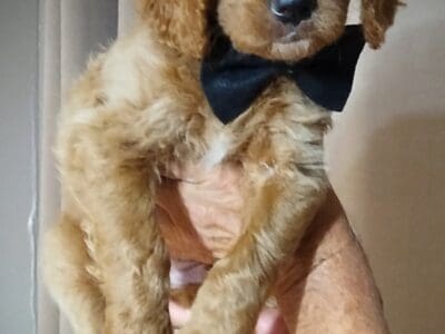 F1b Mini Bernedoodle Bicolor Tan White 40# grown