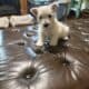 Westie puppies. AKC