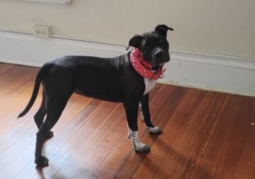 Female pitbull