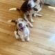 Beagle Puppy Male