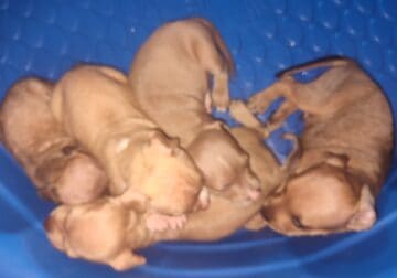 American Pitbull Terrier, with registration.