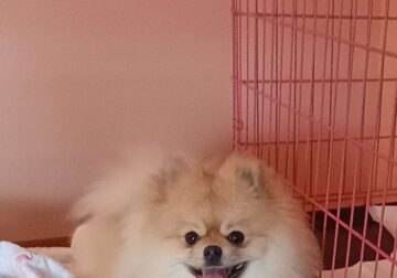 1 yr old Pomeranian Male Puppy
