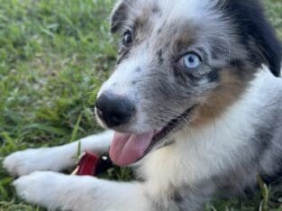 Mini Australian Shepherd