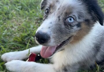 Mini Australian Shepherd