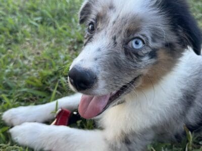 Mini Australian Shepherd