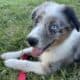 Mini Australian Shepherd