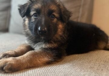 AKC German Shepherd puppies LONG Coat