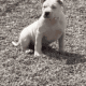 American bully pups ABKC papers. Great bloodlines
