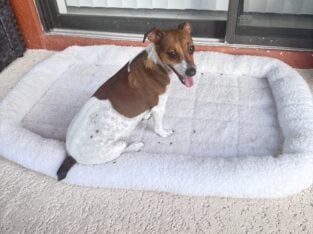 Jack Russel Terrier