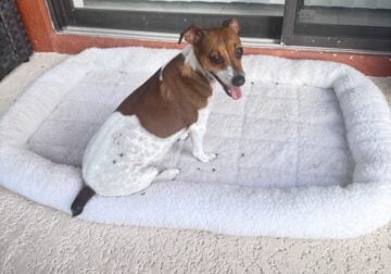Jack Russel Terrier