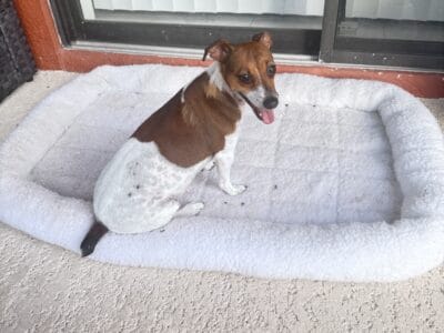 Jack Russel Terrier