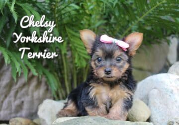 Chelsy Female Yorkshire Terrier