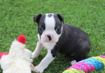 CKC Boston Terrier Puppies !