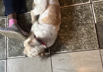 Free dog number 2