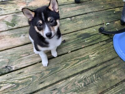 Hi I’m 2spot and I would Love to join your Family