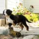 AKC Bernese Mountain female puppy Indianan (Jane)