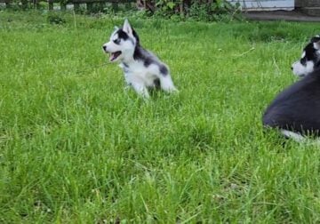 Female Siberian Husky Puppy