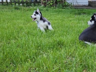 Female Siberian Husky Puppy