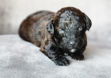 Female toy poodle 2