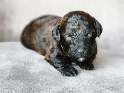 Female toy poodle 2