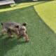 Adorable Mini Schnauzer Looking for a Loving Home