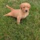 AKC GOLDEN RETRIEVER PUPS
