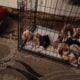 Litter of 8 basset hounds