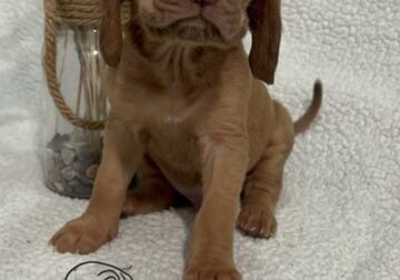 AKC Bloodhound Puppies (TEOC)