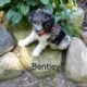 Bentley