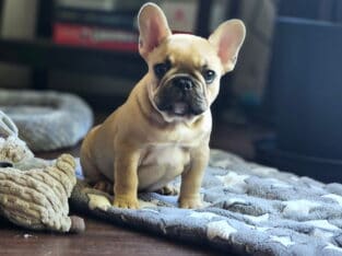 French Bulldog