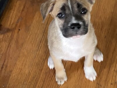 Female Pitsky Puppies