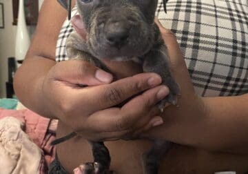 Full blooded pitbull puppies