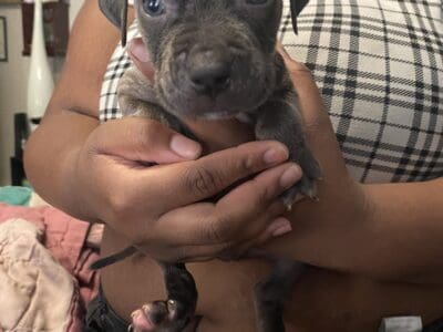 Full blooded pitbull puppies