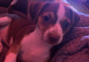 Puppy for sale