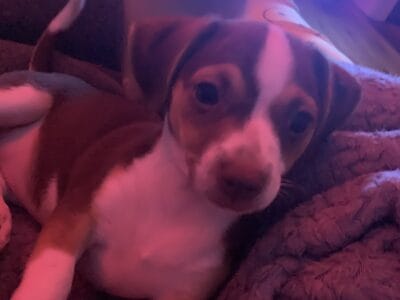 Puppy for sale