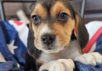 Purebred Beagle puppy Female #2
