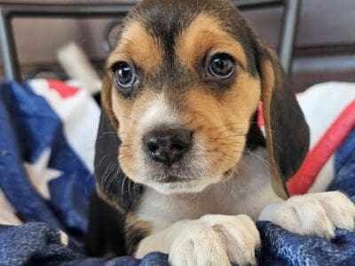 Purebred Beagle puppy Female #2