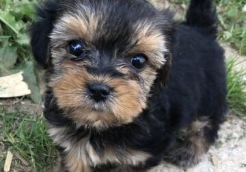 YOSHI Yorki Poo 4 yrs old