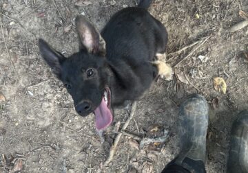 Malinois X (Belgian Malinois/German Shepard)