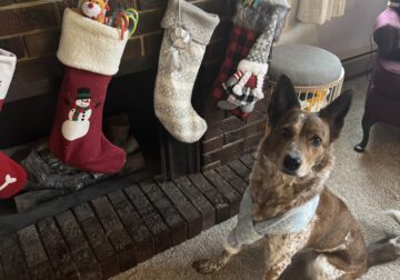 Rehoming 5yr old Border Collie/Red Heeler