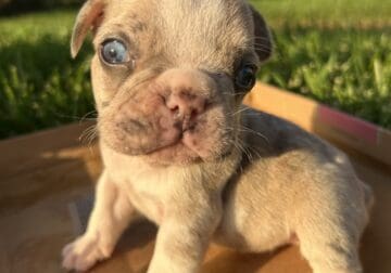 French Bulldog