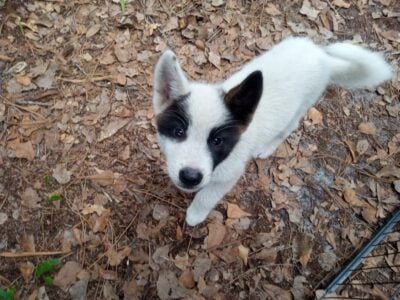 Adorable American Akita Girl Puppy MULAN
