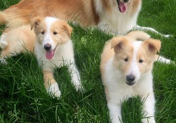 Rough Collie puppies – $650 (Medina, Ohio)