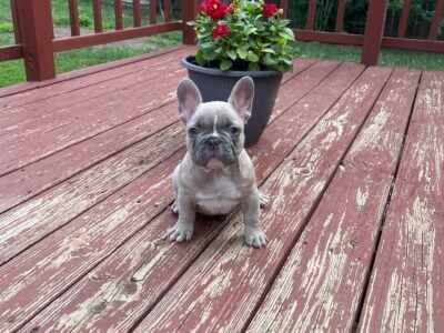 AKC French Bulldog puppies home raised