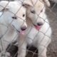 German Shepherd puppies born on 4/20/25