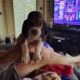 Litter of 8 basset hounds