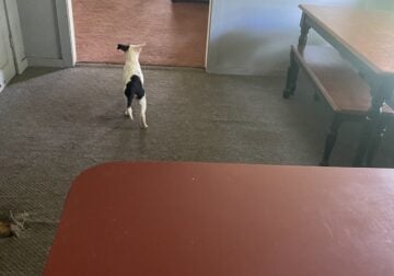 Free Puppies!